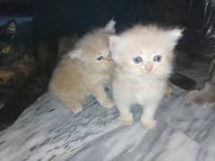 Persian Cat | Cute Kittens | Persian Kitten | Cats For Sale