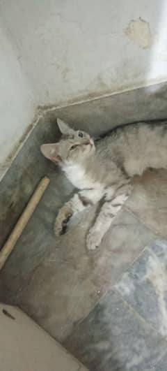 cat