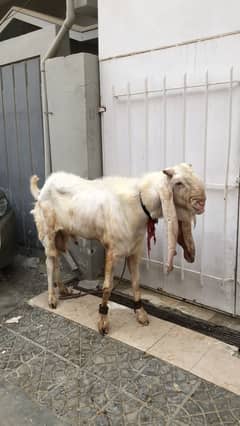 Gulabi breeder bakra