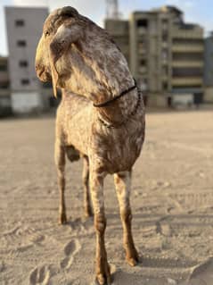 Bakra maka cene