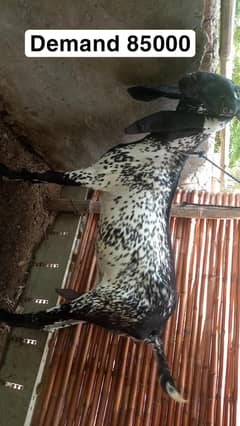 BREEDER PAIR FOR SALE