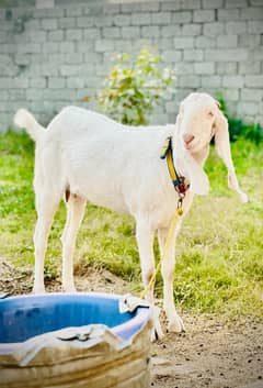 Rajan puri Goat  03006184184