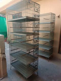 birds