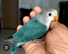 Blue, Green Love Birds
