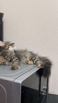 Persian