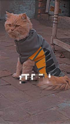 Persian Male cat for sale