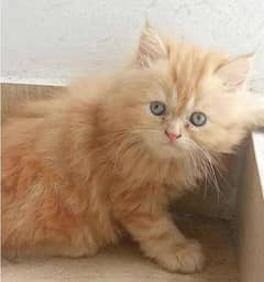 2 months Persian kitten