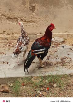 Aseel Murgha and Murghi Pair available for sale