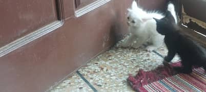 Persian Kittens