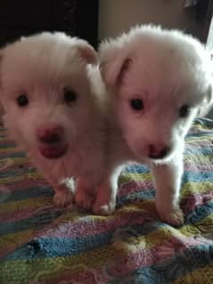 Cute Russian puppies dog