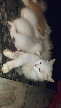 Persian kittens for sale