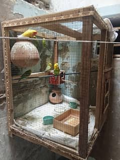 lovebird and astalinebird
