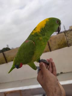 yellow naped amazon 03156376925