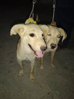 Labrador