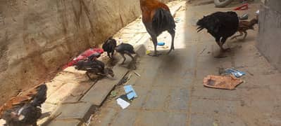 Desi murga or murgi