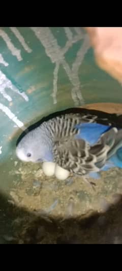 Breeding