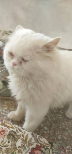 cat for sale