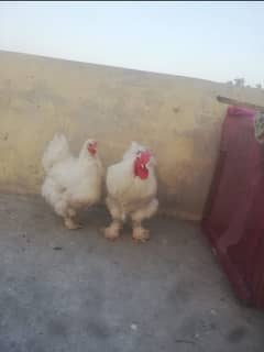 White buff healthy pair