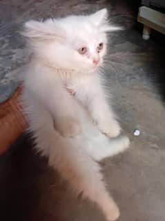 for