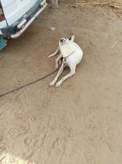 VIP dog