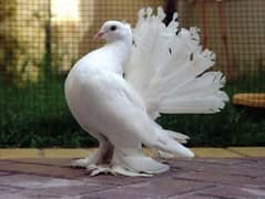 American lakay