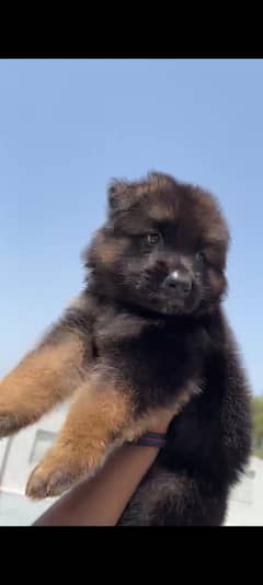 Gsd dog