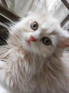 cute
