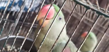 raw parrot pair