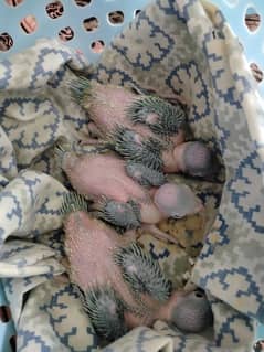 GREEN RINGNECK CHICKS FOR SALE