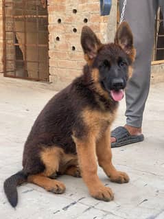 75 Days female puppy for sale  2 vaccinae done.