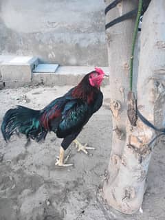 lakha mushka