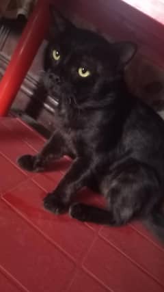 Male cat