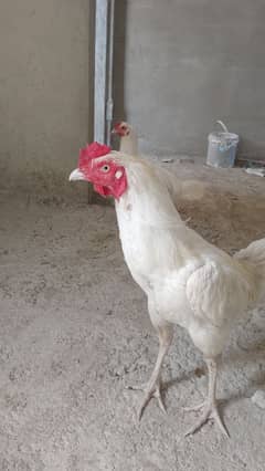 paper white pair video inbox murgi eggs dari han