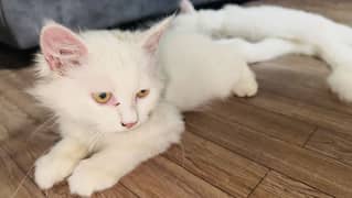 3 months Old Persian kittens For sale