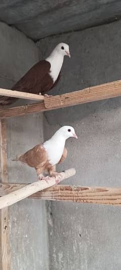 karbalai