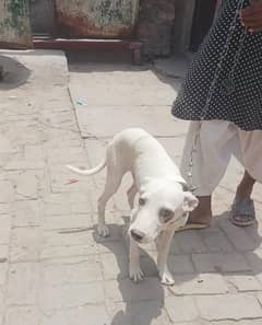 gultir bacha for sale