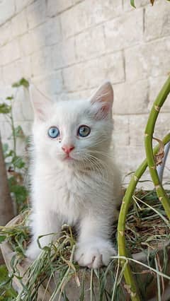 persian