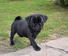 pug