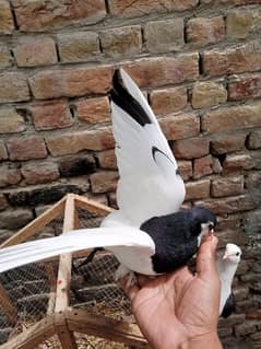 pigen