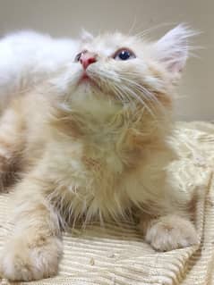 pure persion home breed kittens