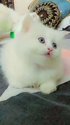 persian cat double coat