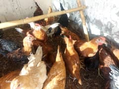 Golden Misri, RIR   pathy 2.5 month  and Eggs laying hens 1.2 age