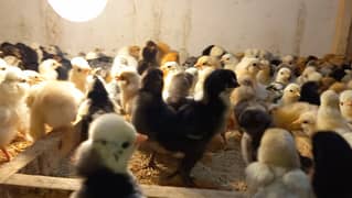 Fancy breed chicks/buff/silkie/sebright/polish/heera/shamoo