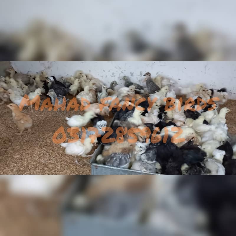 Fancy breed chicks/buff/silkie/sebright/polish/heera/shamoo 3