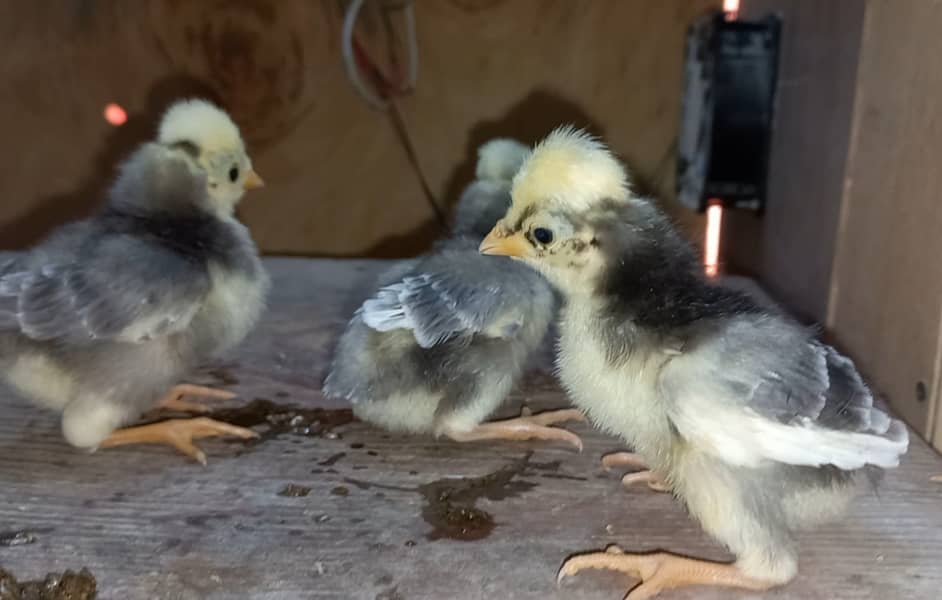 Fancy breed chicks/buff/silkie/sebright/polish/heera/shamoo 5