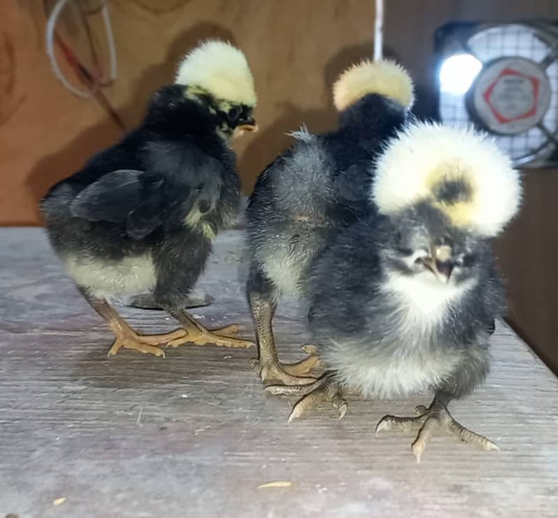 Fancy breed chicks/buff/silkie/sebright/polish/heera/shamoo 6