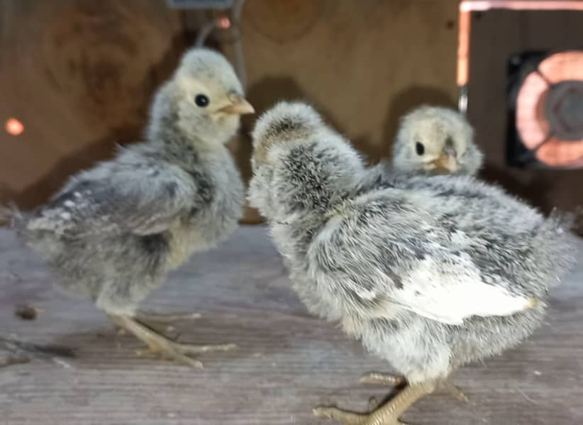 Fancy breed chicks/buff/silkie/sebright/polish/heera/shamoo 12
