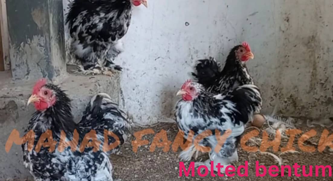 Fancy breed chicks/buff/silkie/sebright/polish/heera/shamoo 13