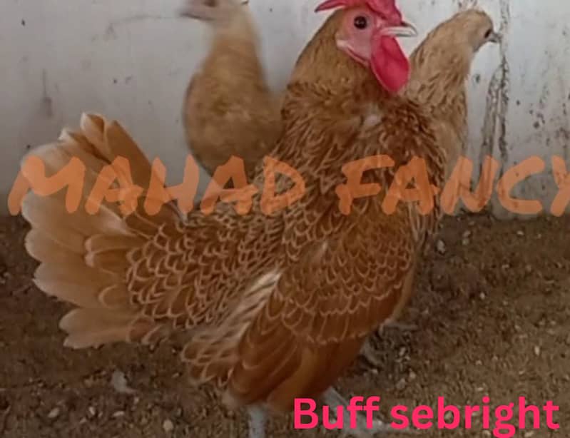 Fancy breed chicks/buff/silkie/sebright/polish/heera/shamoo 18