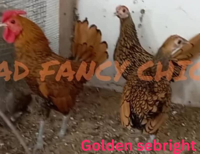 Fancy breed chicks/buff/silkie/sebright/polish/heera/shamoo 19